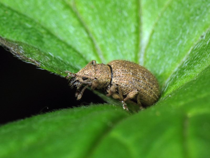 Sciaphilus asperatus (Bonsdorff, 1785)